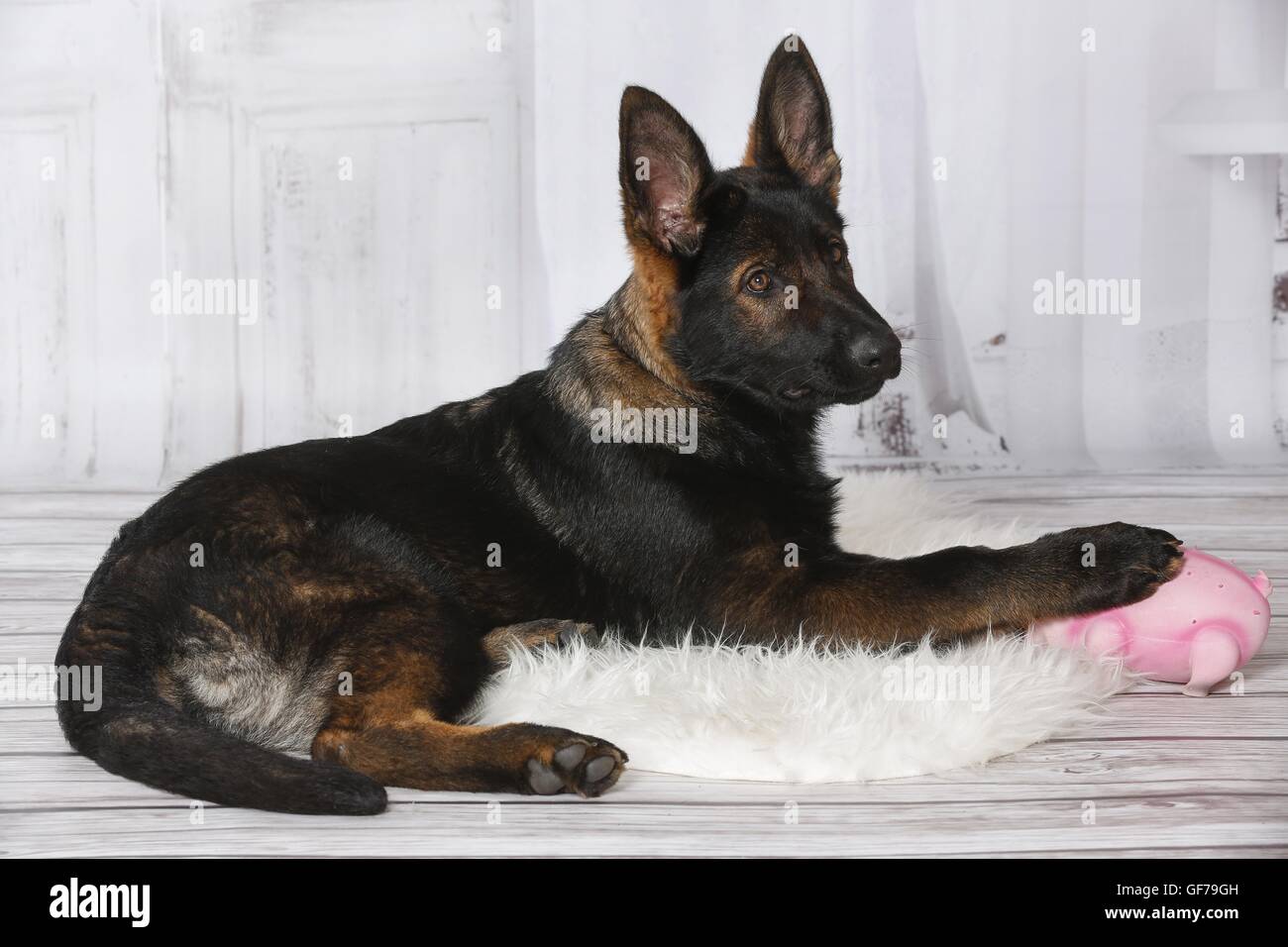 young Eastern German Shepherd Stock Photo