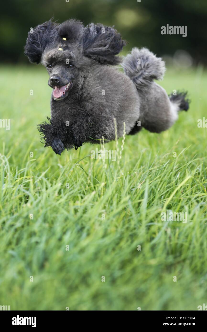 jumping Miniature Poodle Stock Photo - Alamy