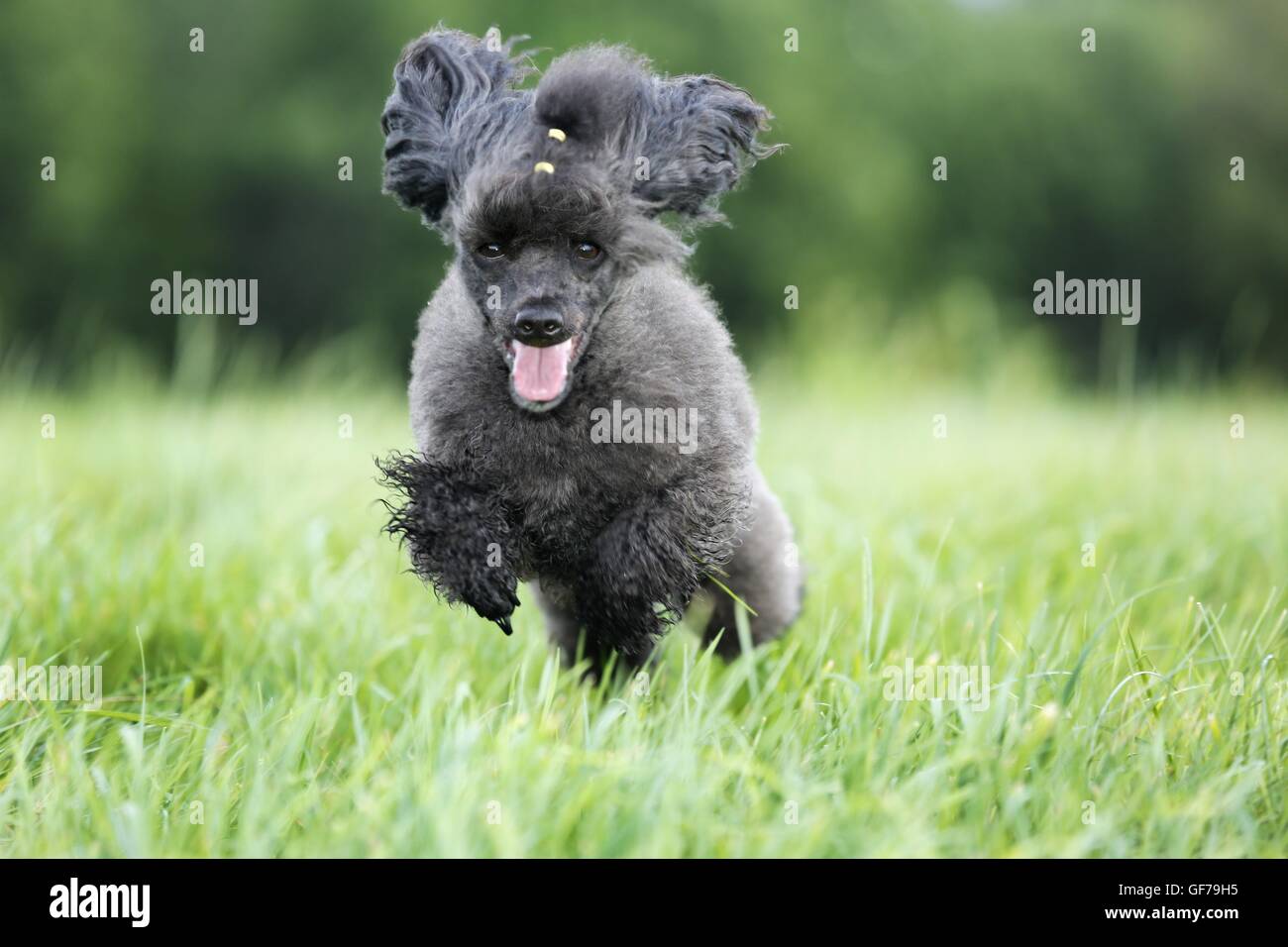 jumping Miniature Poodle Stock Photo - Alamy