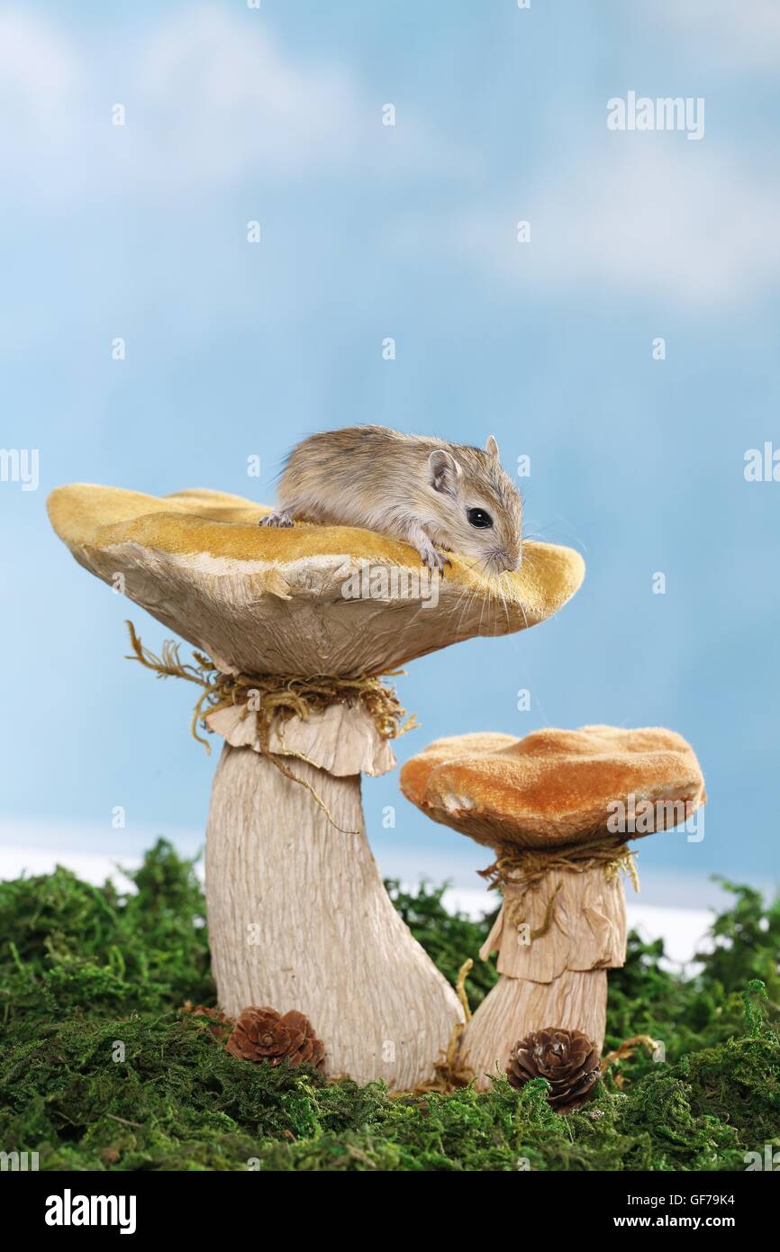 mongolian gerbil Stock Photo