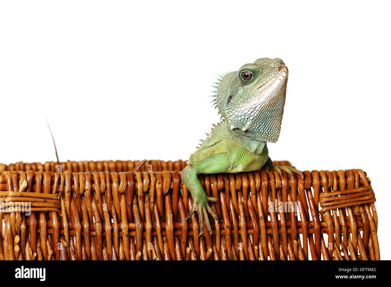 Asian water dragon Stock Photo Alamy