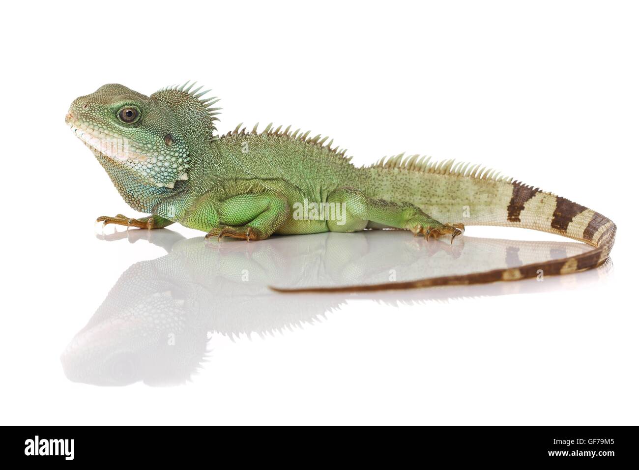 Asian water dragon Stock Photo Alamy