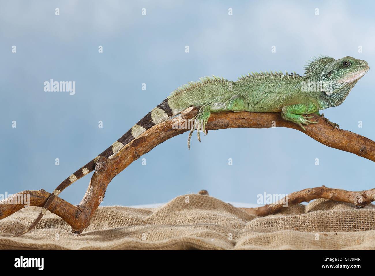 Asian water dragon Stock Photo Alamy