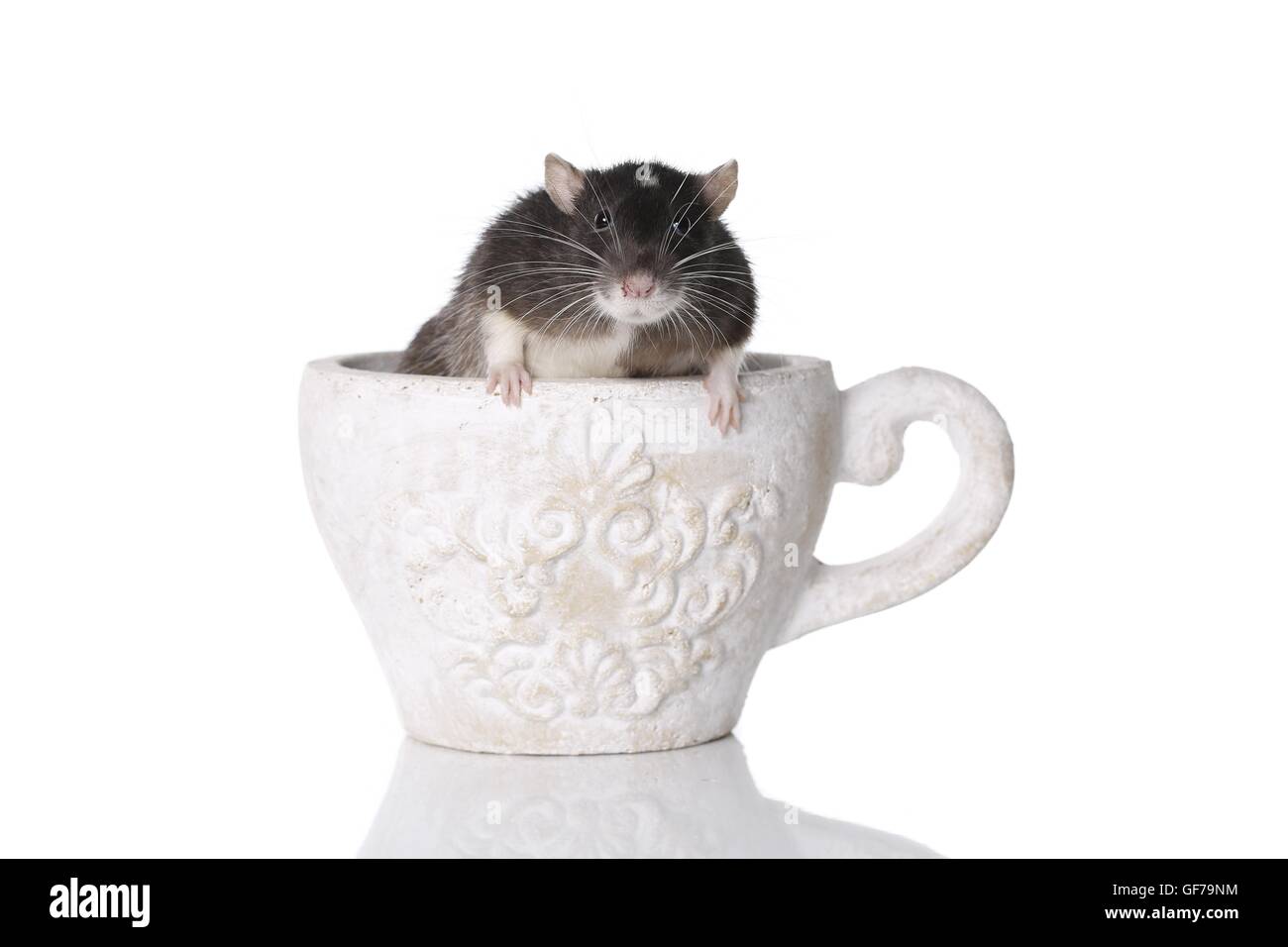 fancy rat at white background Stock Photo - Alamy