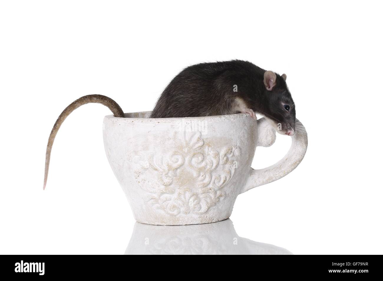 fancy rat at white background Stock Photo - Alamy