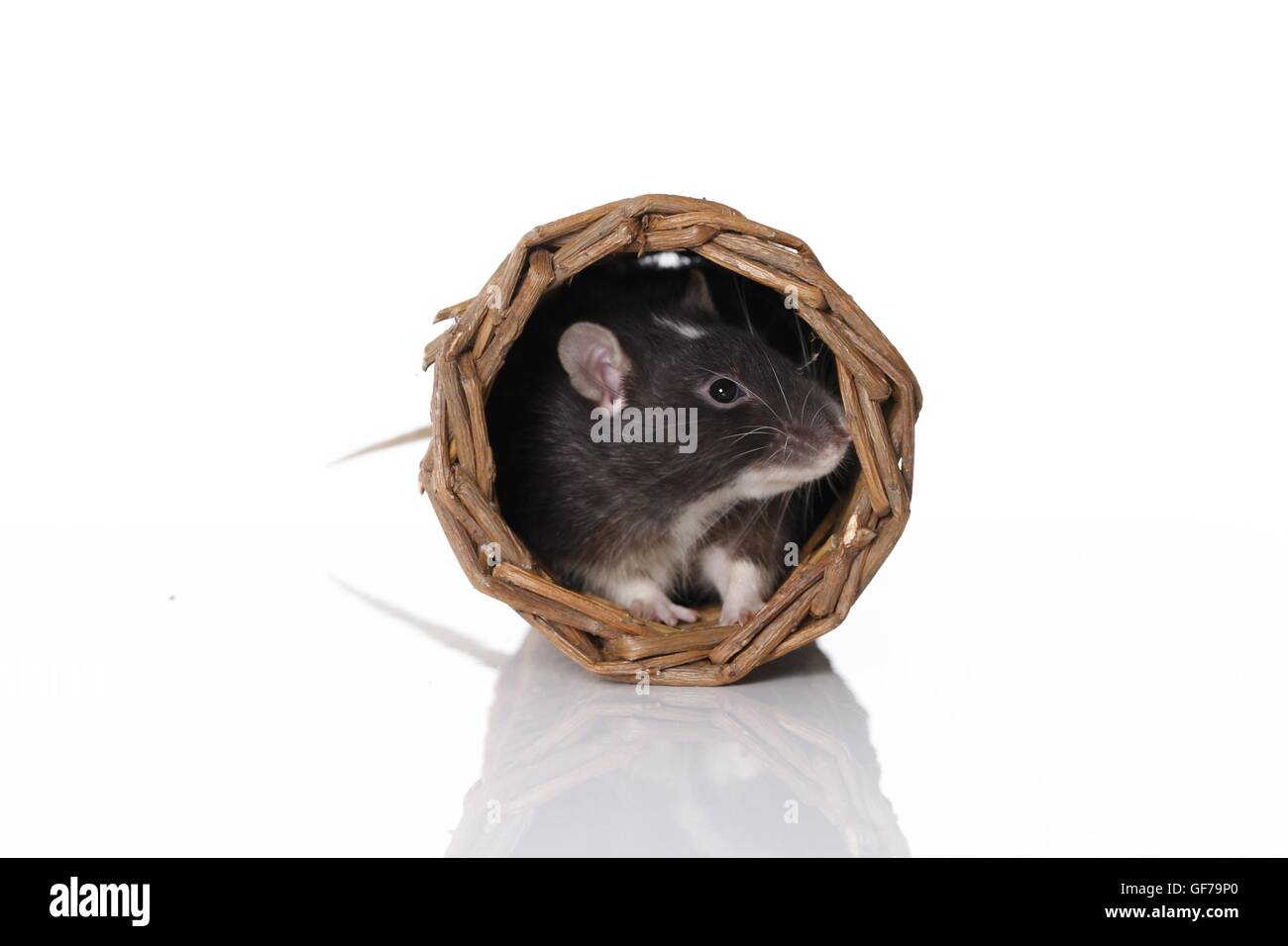 fancy rat at white background Stock Photo - Alamy