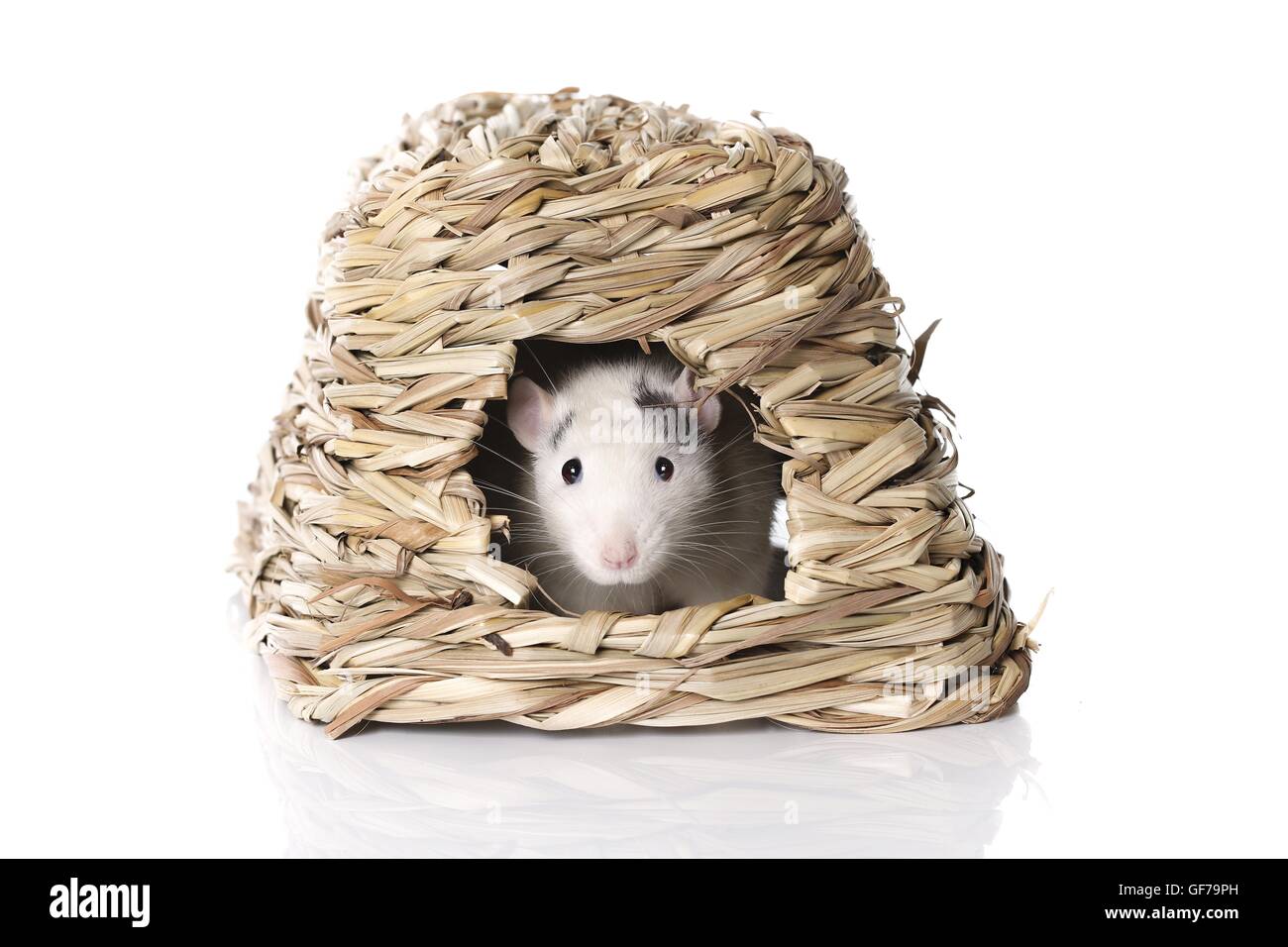 fancy rat at white background Stock Photo