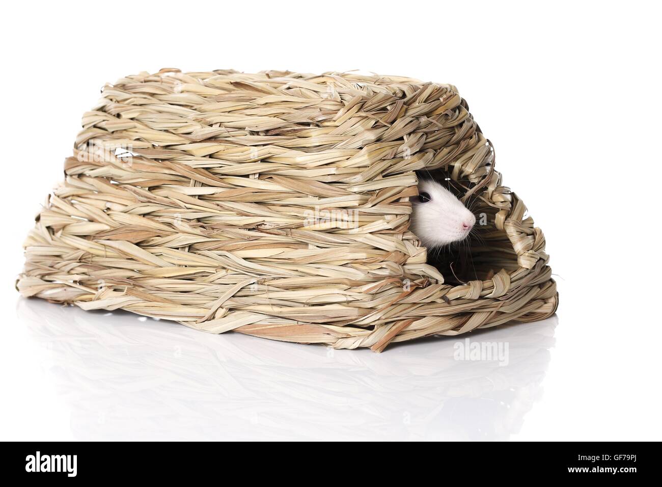 fancy rat at white background Stock Photo - Alamy