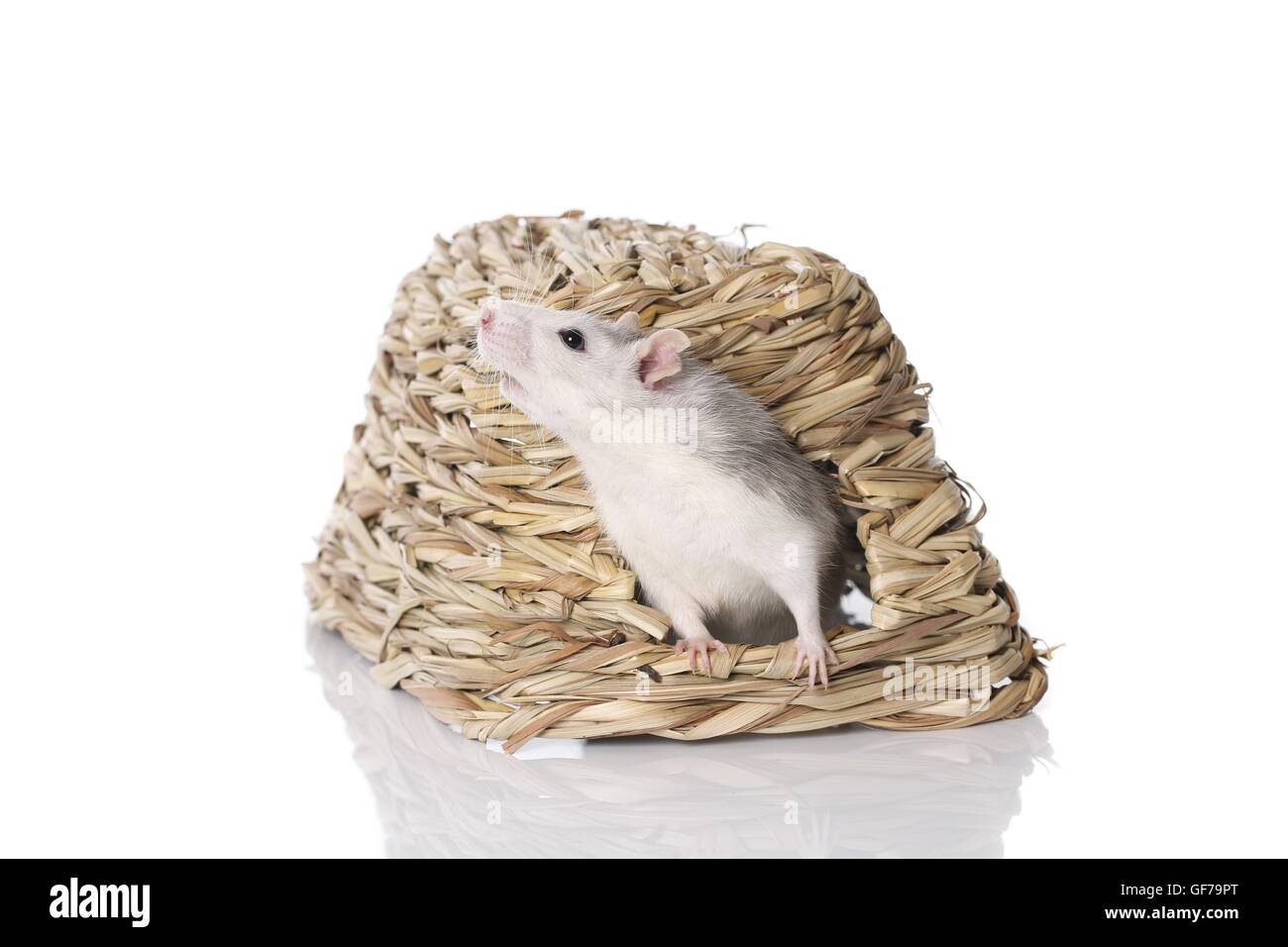 fancy rat at white background Stock Photo - Alamy