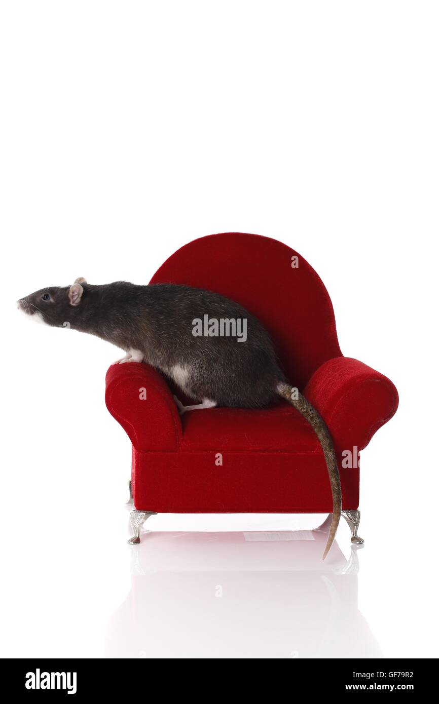 fancy rat at white background Stock Photo