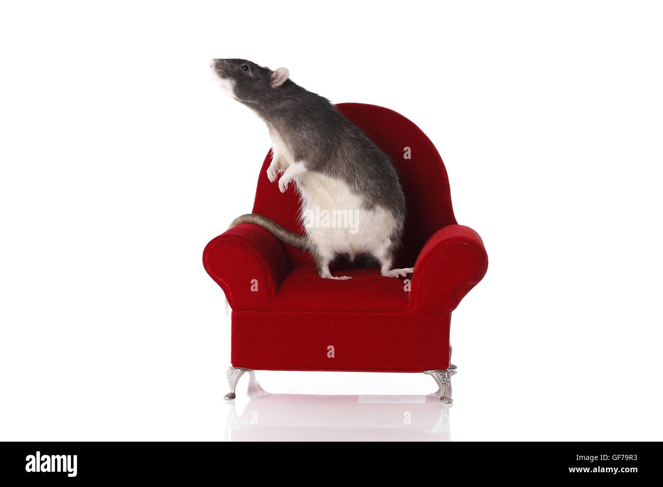fancy rat at white background Stock Photo - Alamy