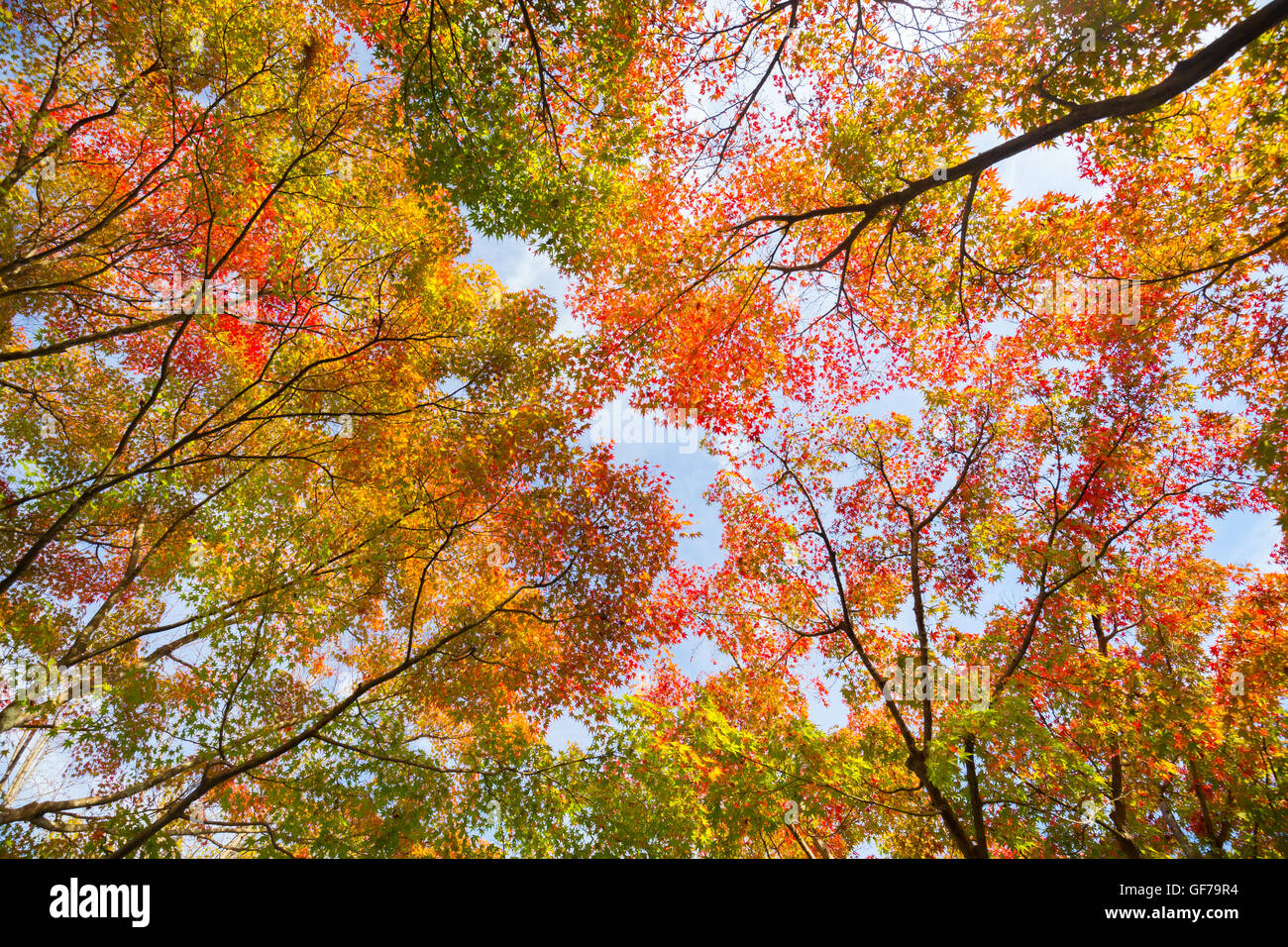 Colorful autunm treetops. Stock Photo