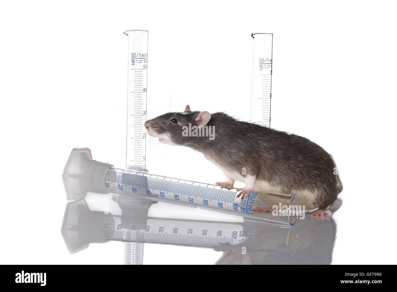 laboratory rat Stock Photo