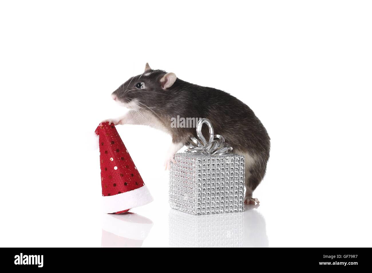 fancy rat at christmas Stock Photo