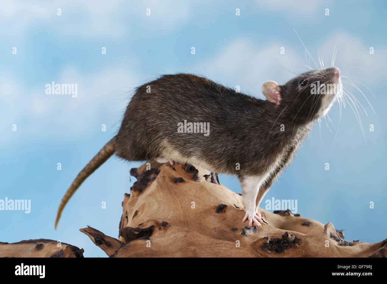 climbing fancy rat Stock Photo Alamy