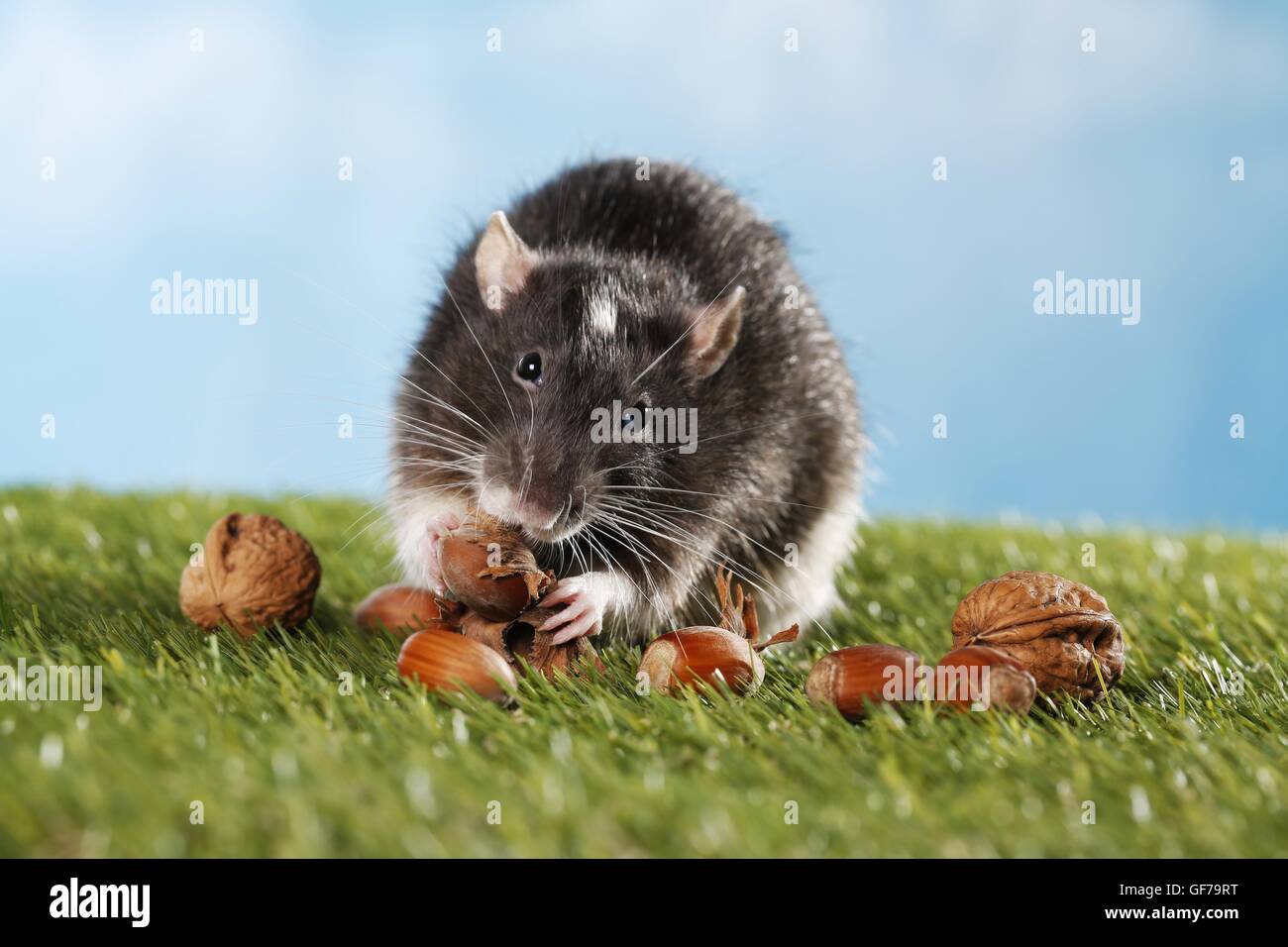 Rats gnawing hi-res stock photography and images - Alamy