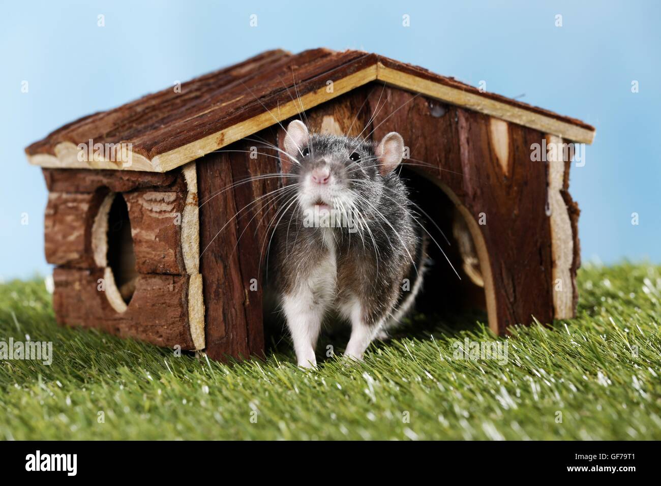 Male rat hi-res stock photography and images - Page 3 - Alamy