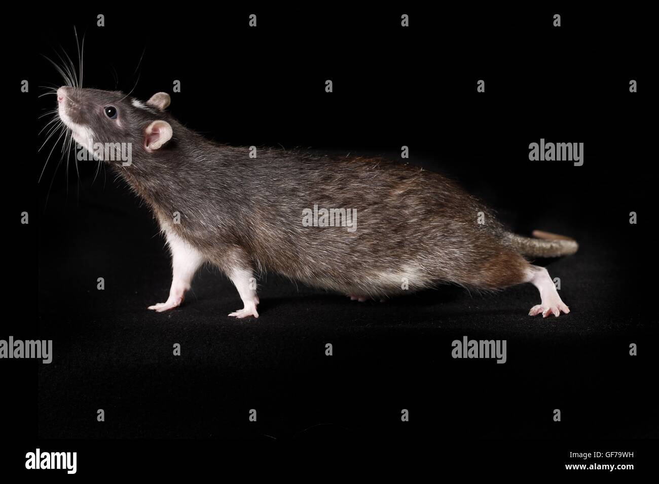 walking fancy rat Stock Photo