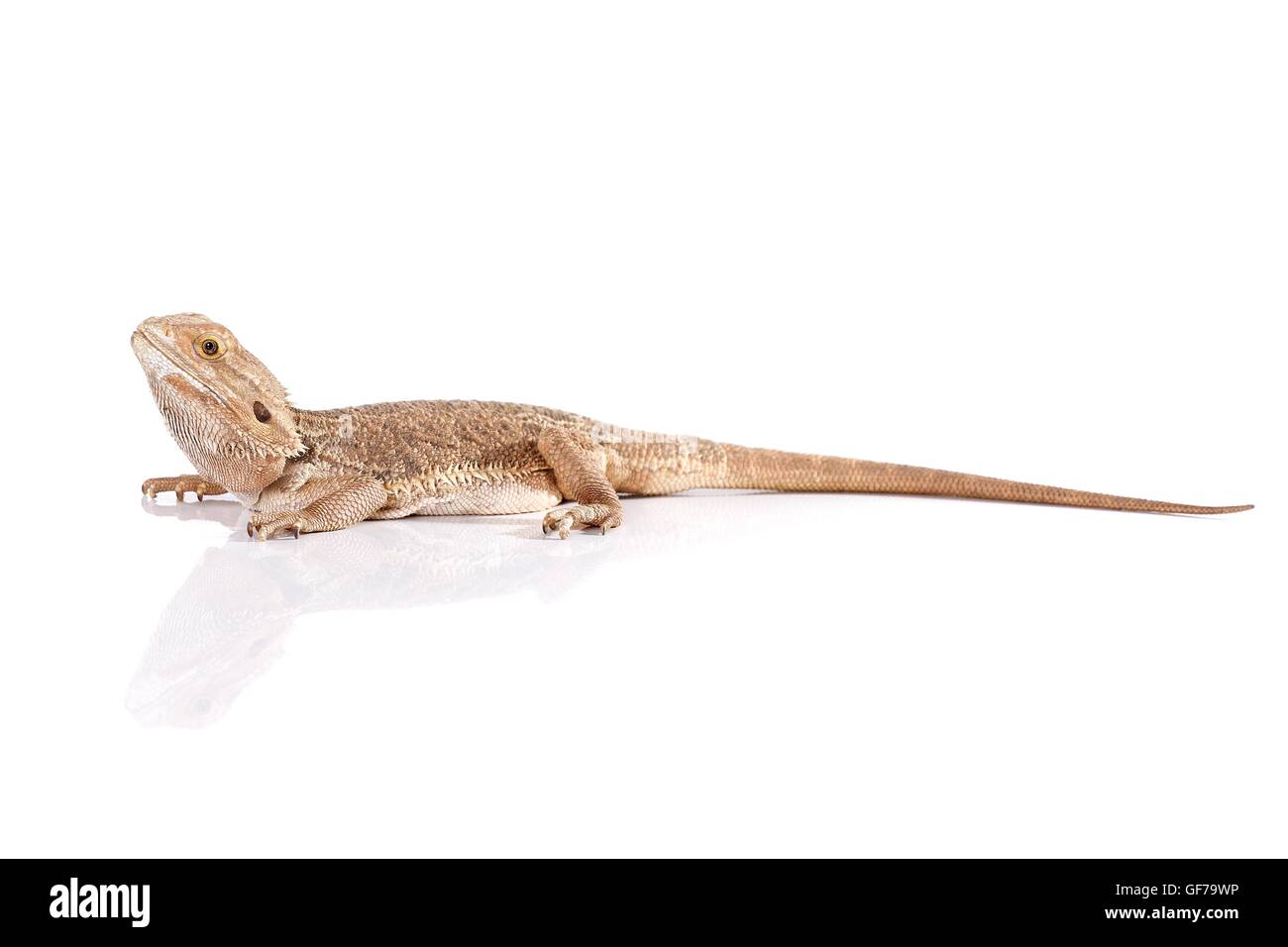 central bearded dragon at white background Stock Photo