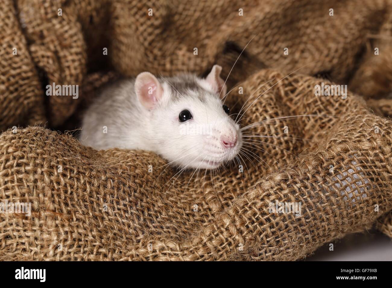 rat portrait Stock Photo