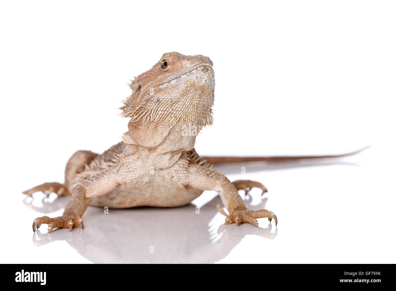 central bearded dragon at white background Stock Photo - Alamy