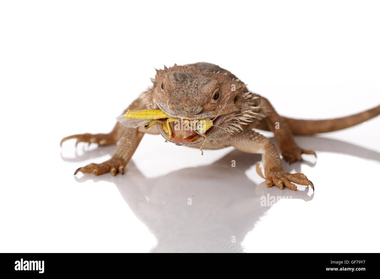 central bearded dragon at white background Stock Photo