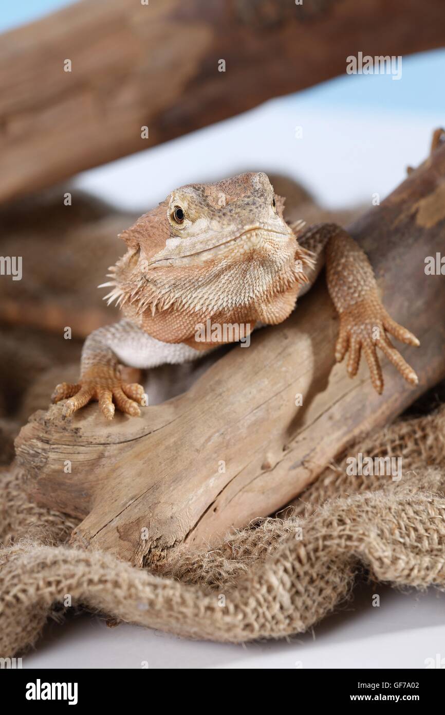 central bearded dragon Stock Photo