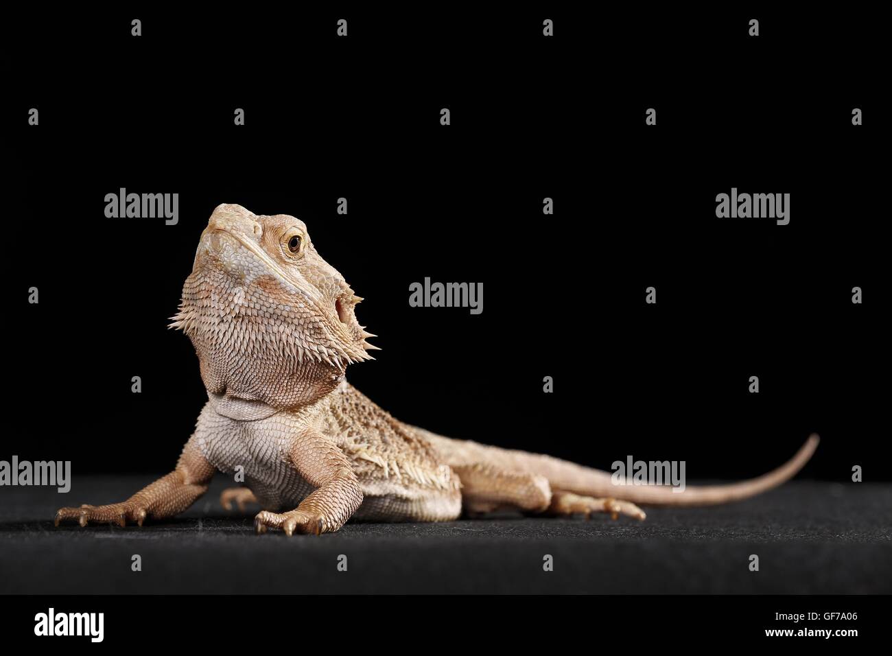 central bearded dragon at black background Stock Photo - Alamy