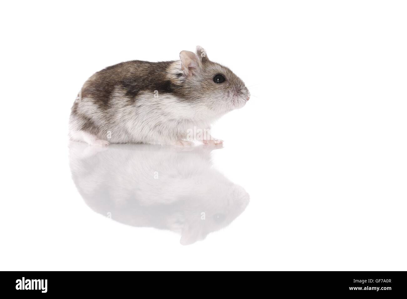 Russian Blue Syrian Hamster Campbell's Dwarf Hamster On White