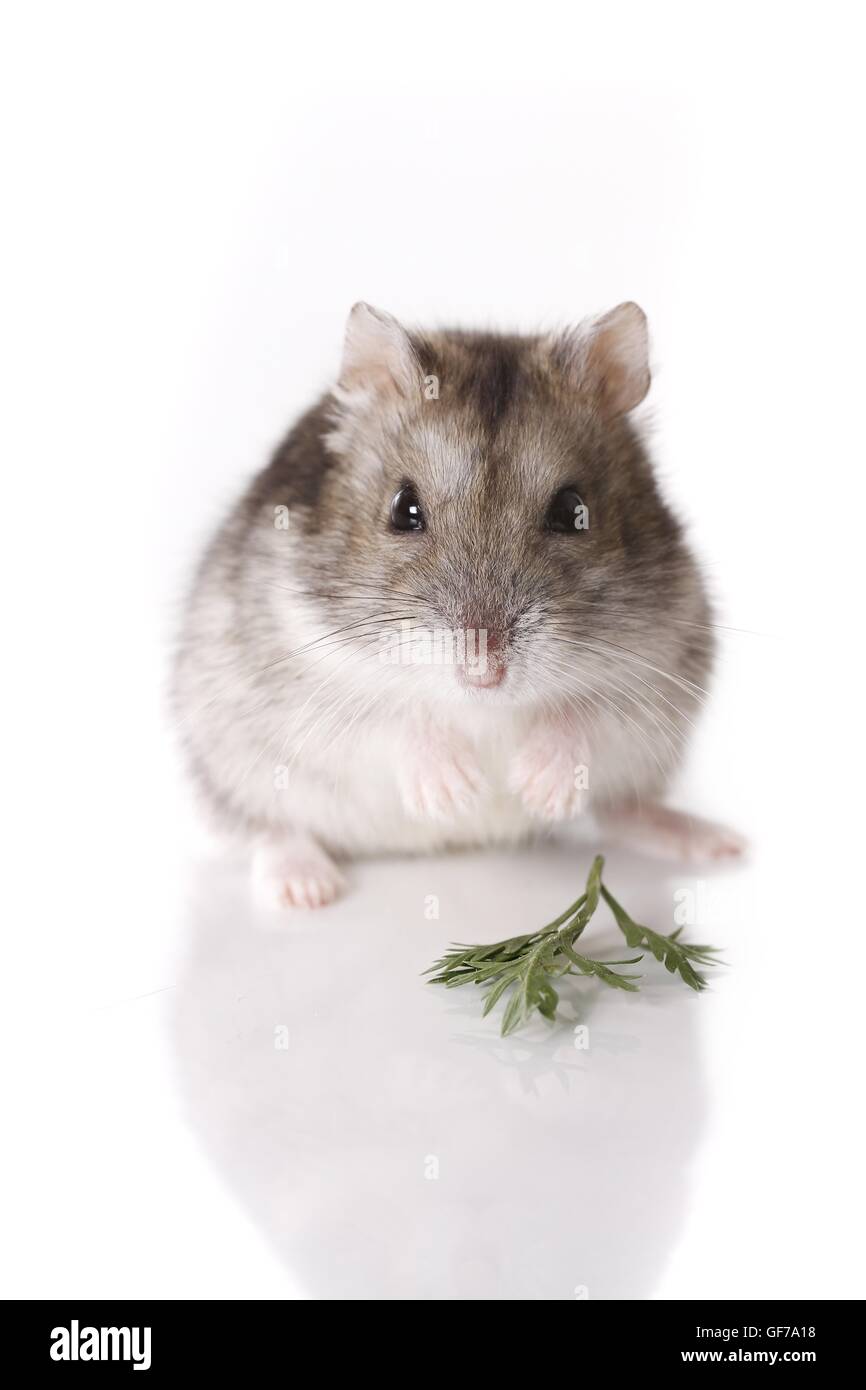 Small White Hamster On A White Background Stock Photo - Download