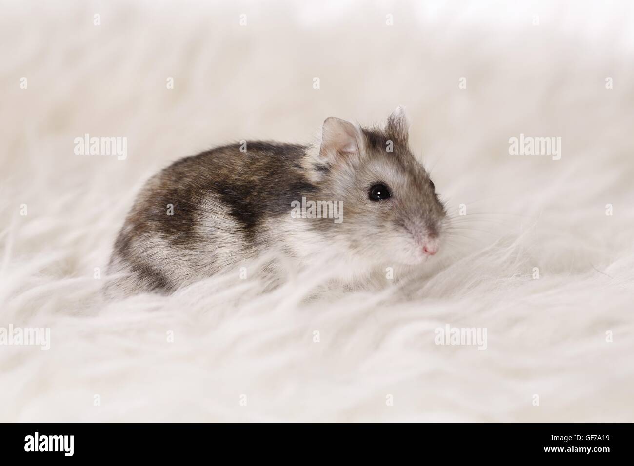 Campbell's dwarf hamster Stock Photo