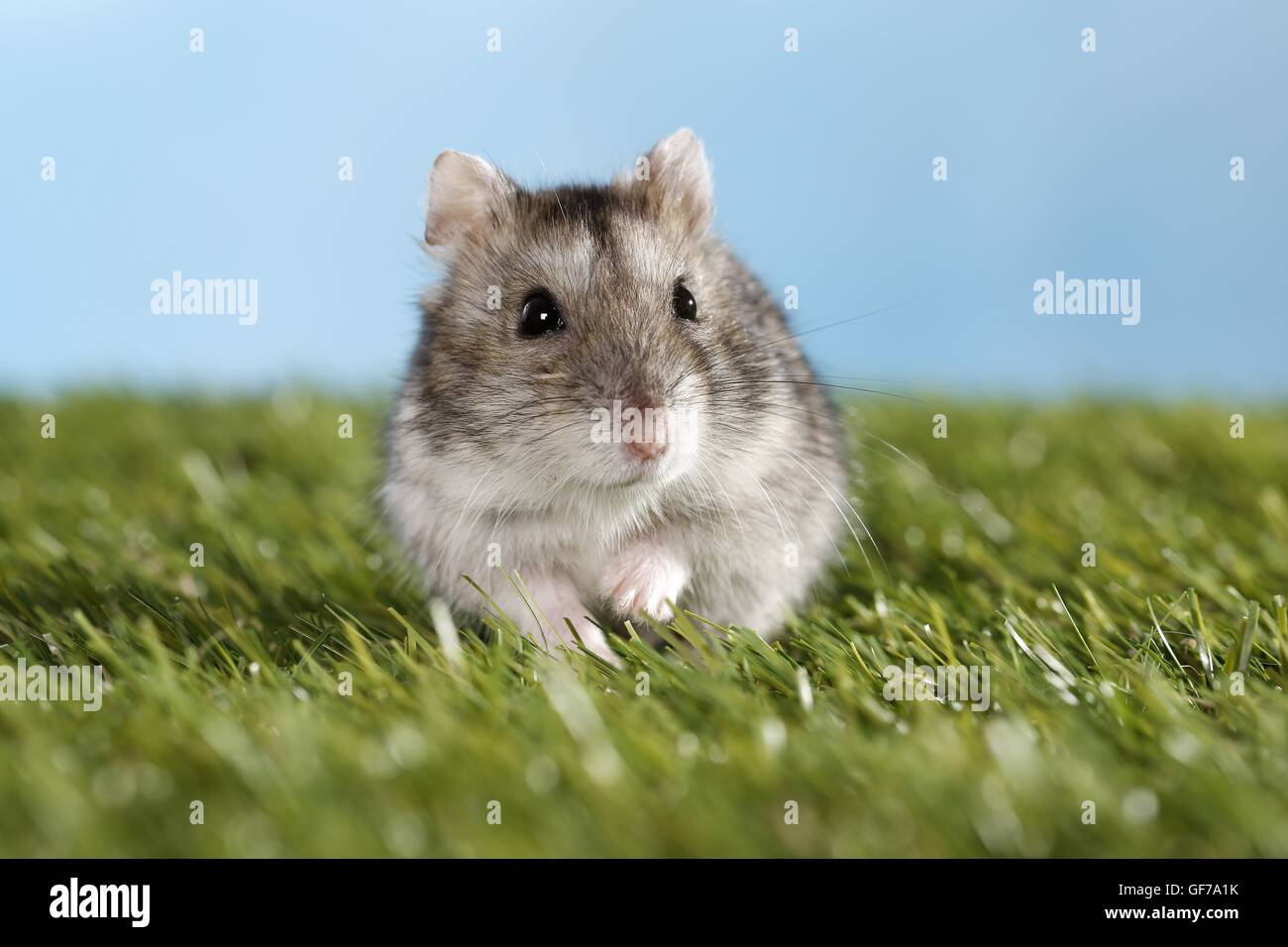 Campbell's dwarf hamster Stock Photo
