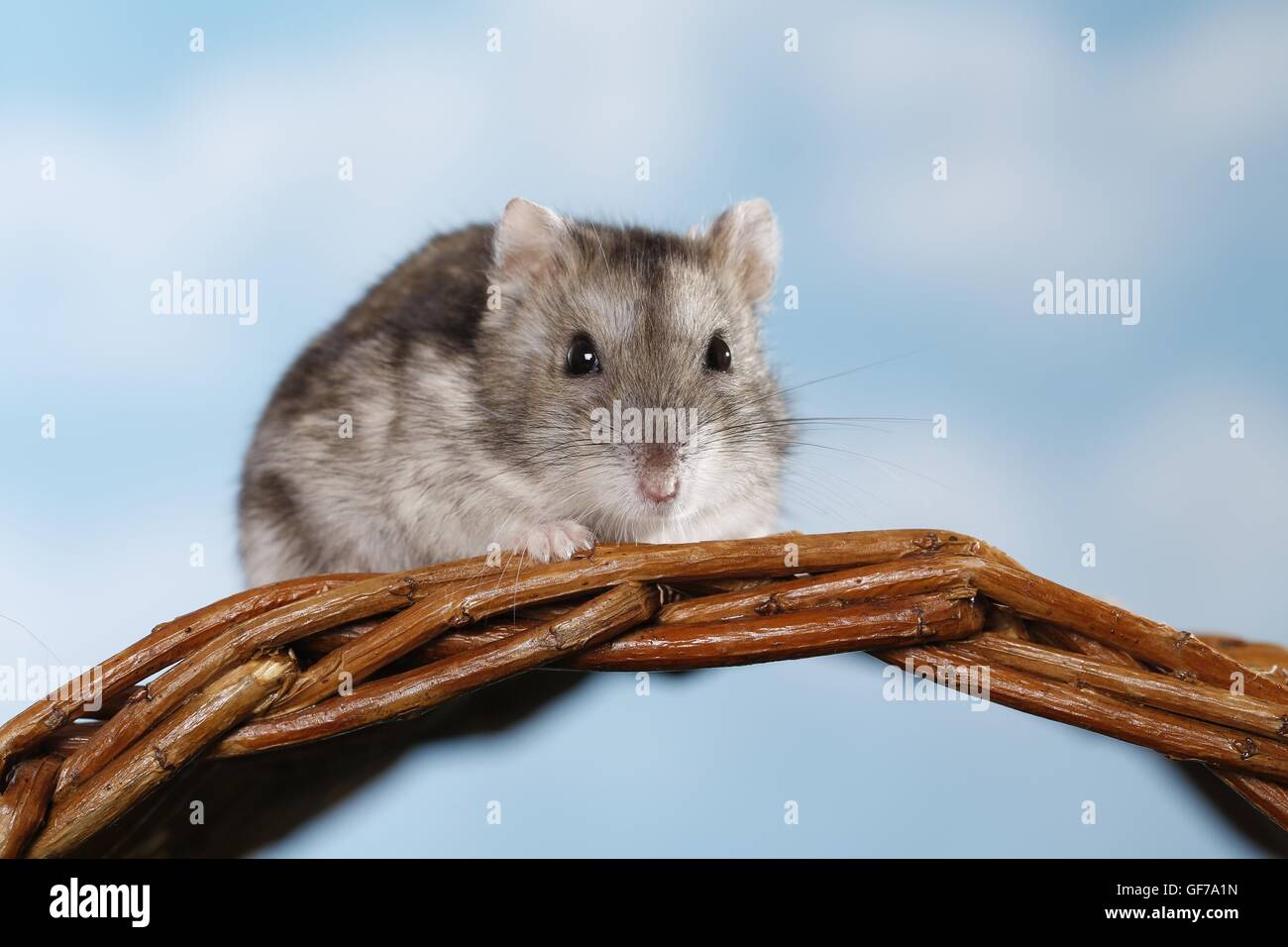 Campbell's dwarf hamster Stock Photo