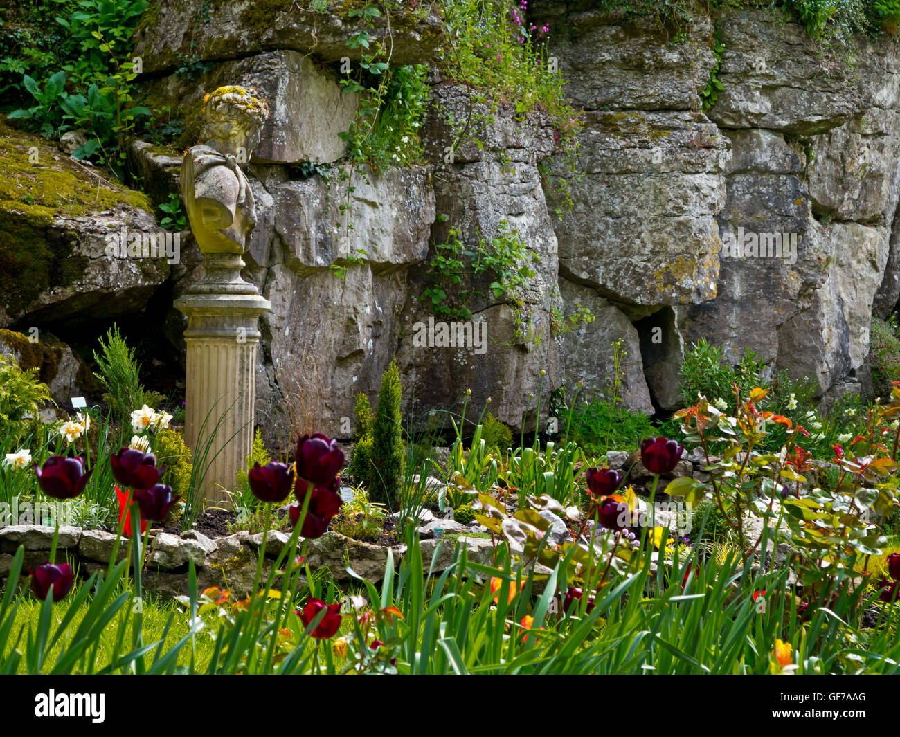 Spring flowers in the Cascades Garden at Bonsall near Matlock in the