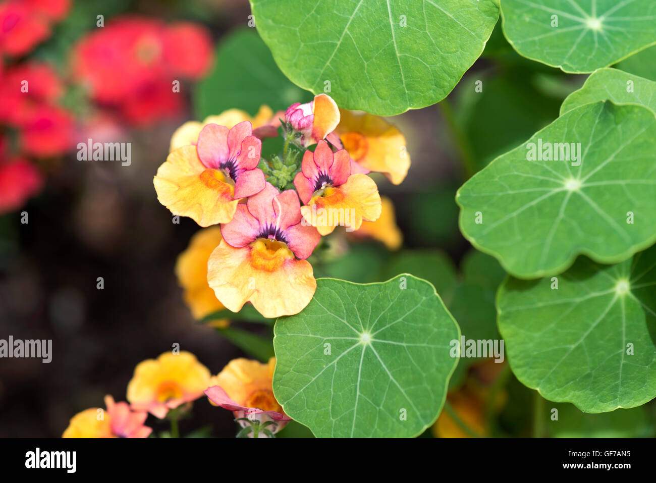 Nemesia Flower In The Garden Stock Photo Alamy