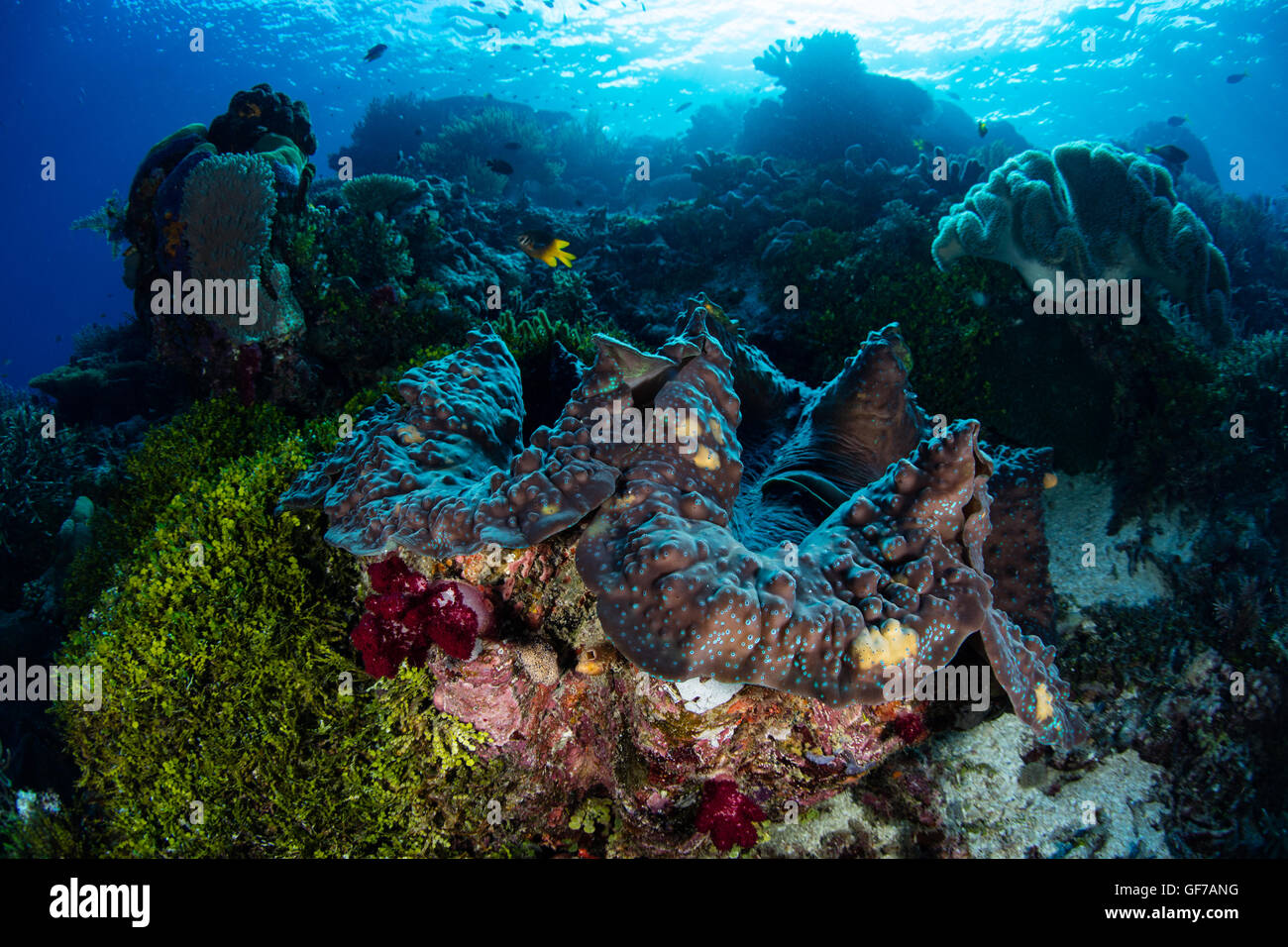 A Giant clam (Tridacna gigas) grows on a coral reef in Raja Ampat, Indonesia. This massive bivalve is an endangered species. Stock Photo