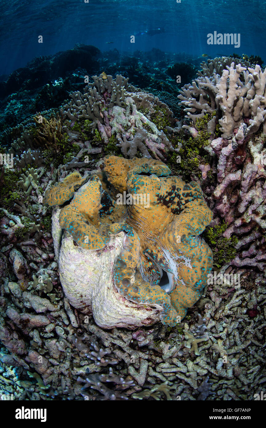 A Giant clam (Tridacna gigas) grows on a coral reef in Raja Ampat, Indonesia. This massive bivalve is an endangered species. Stock Photo