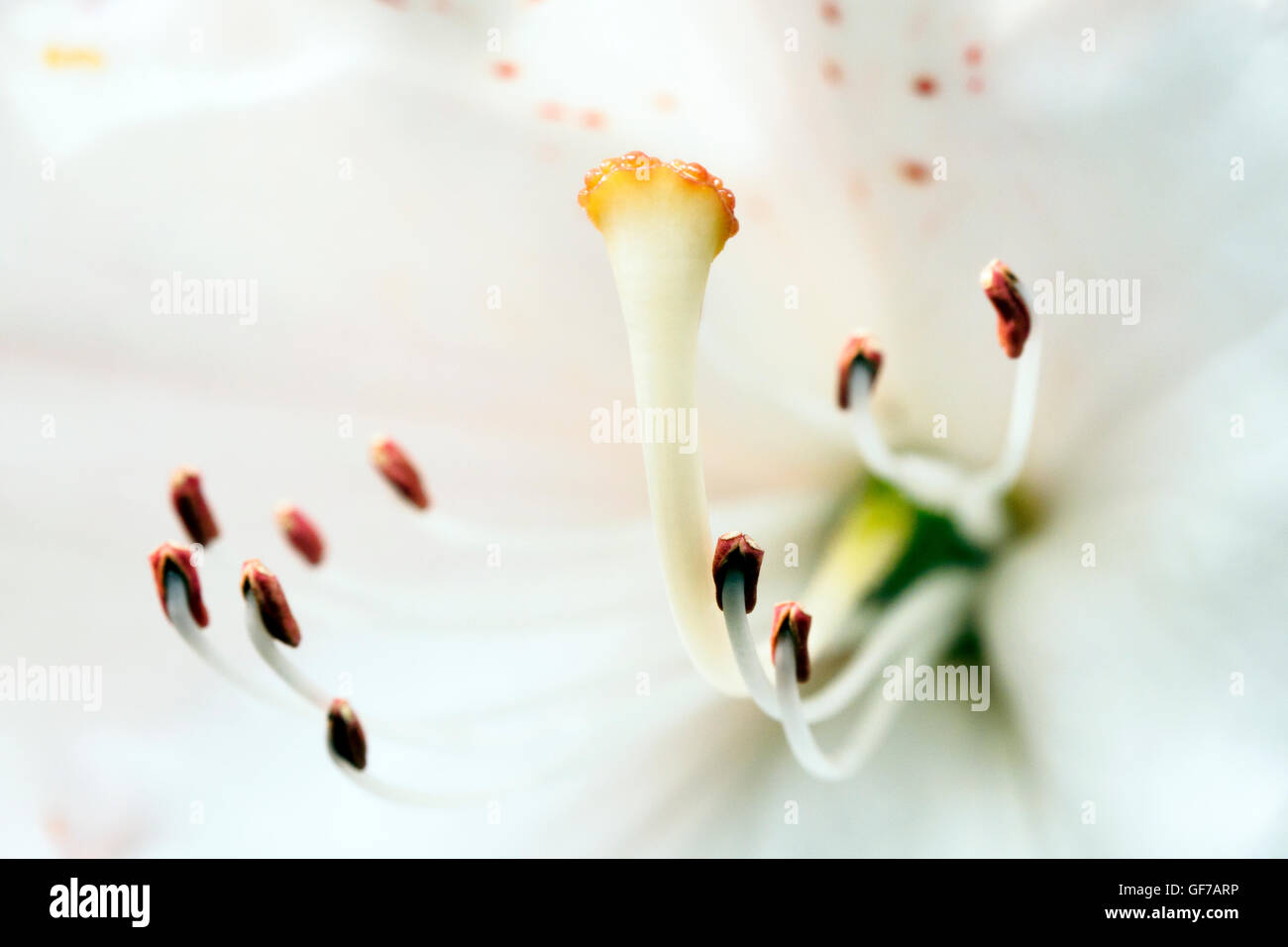 Cunninghams White Rhododendron pistil - London, England Stock Photo