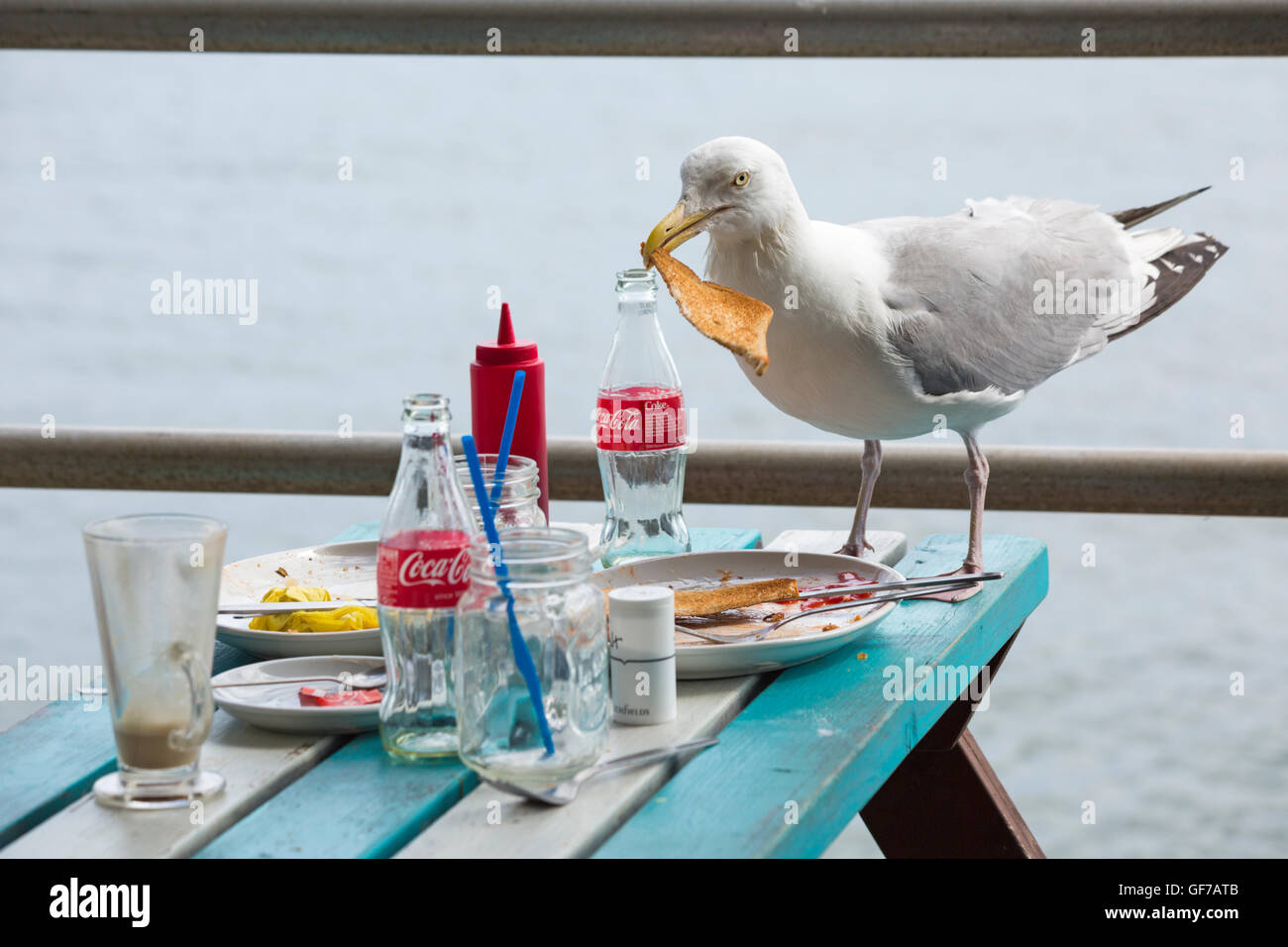 Seagulls stealing food hires stock photography and images Alamy
