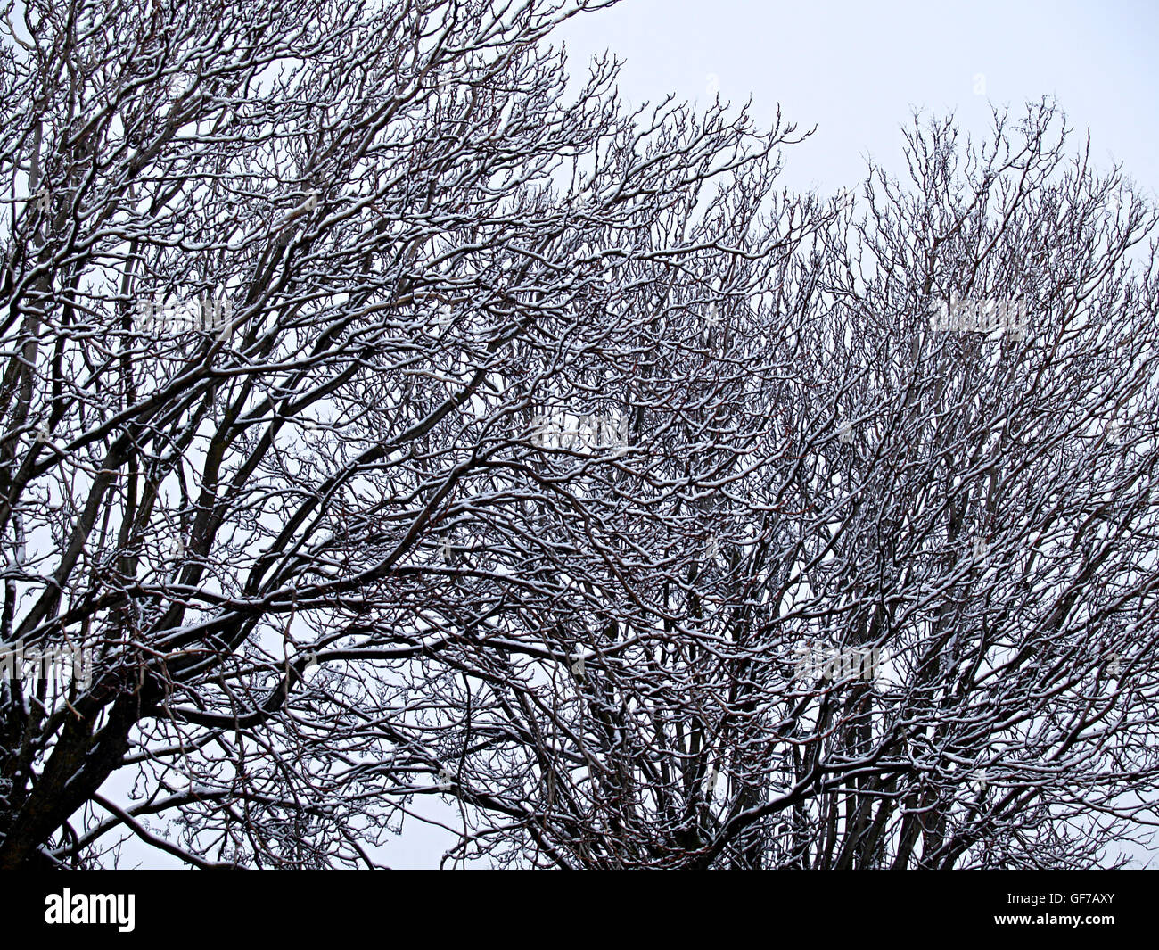 leafless tree snowy winter landscape Stock Photo - Alamy