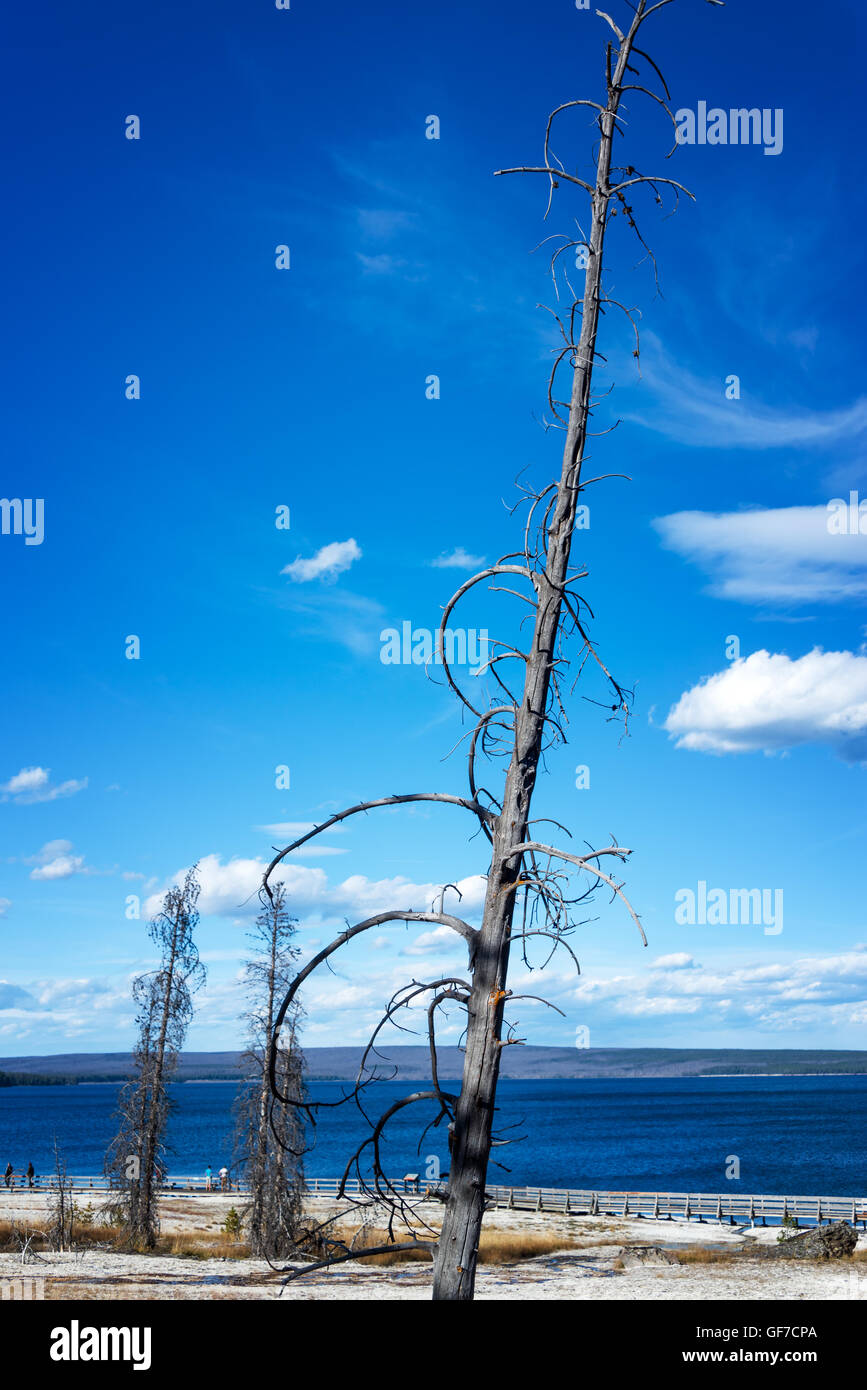 Dead tree in the West Thumb Geyser Basin in Yellowstone National Park Stock Photo