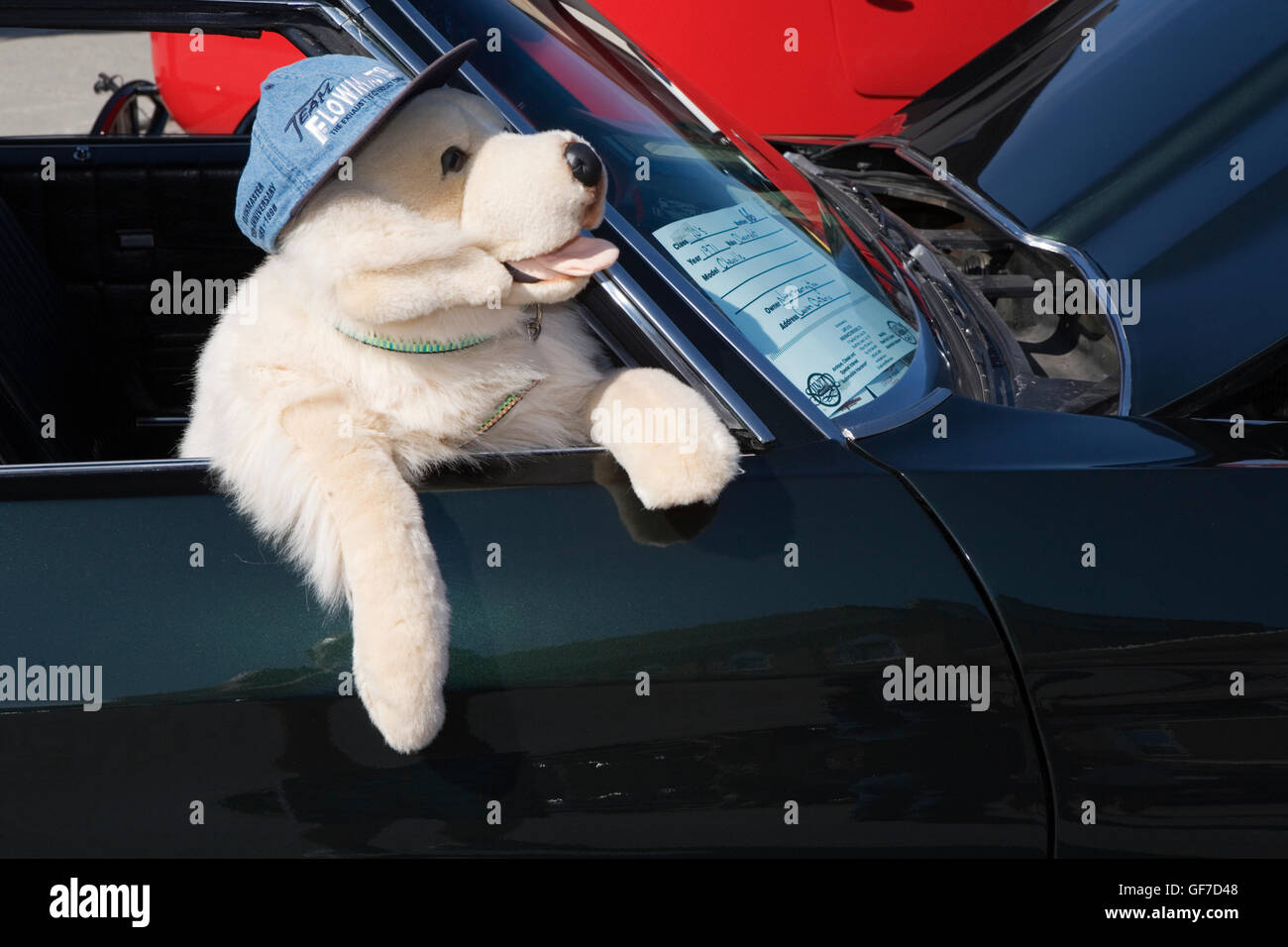 Antique cars show Ontario Canada Stock Photo - Alamy