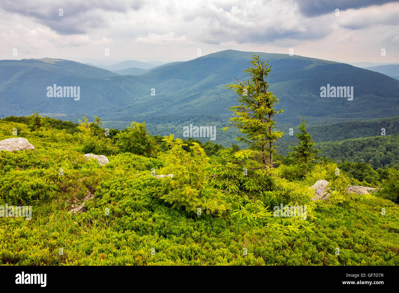 lonely conifer tree and stone on the edge of hillside with path in the grass on top of high mountain range Stock Photo