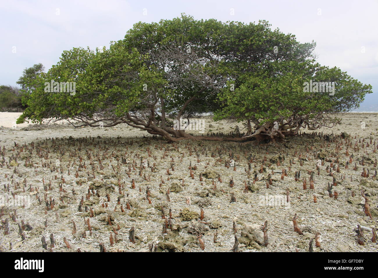 water tree Stock Photo