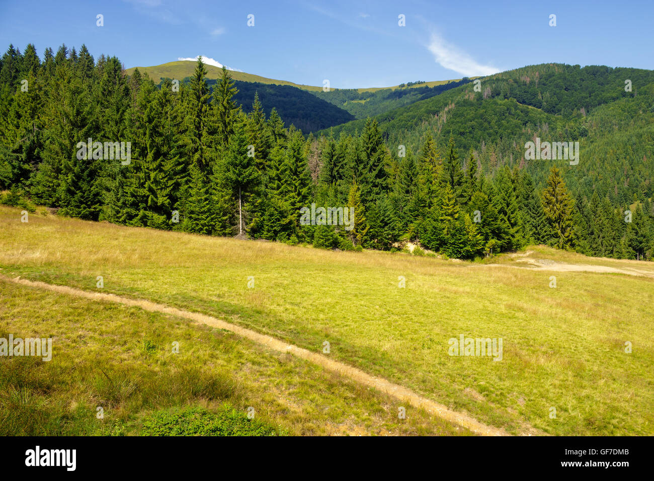 path with a wooden bridge near the lawn in the shade of pine trees of green forest in mountain Stock Photo