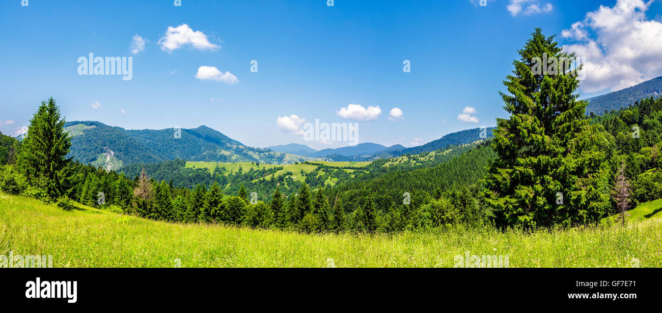 slope of mountain range with coniferous forest on a meadow Stock Photo ...