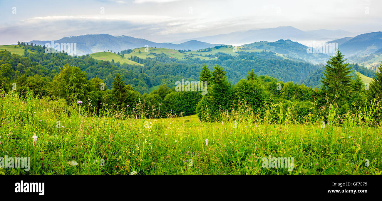 slope of mountain range with coniferous forest on a meadow Stock Photo ...