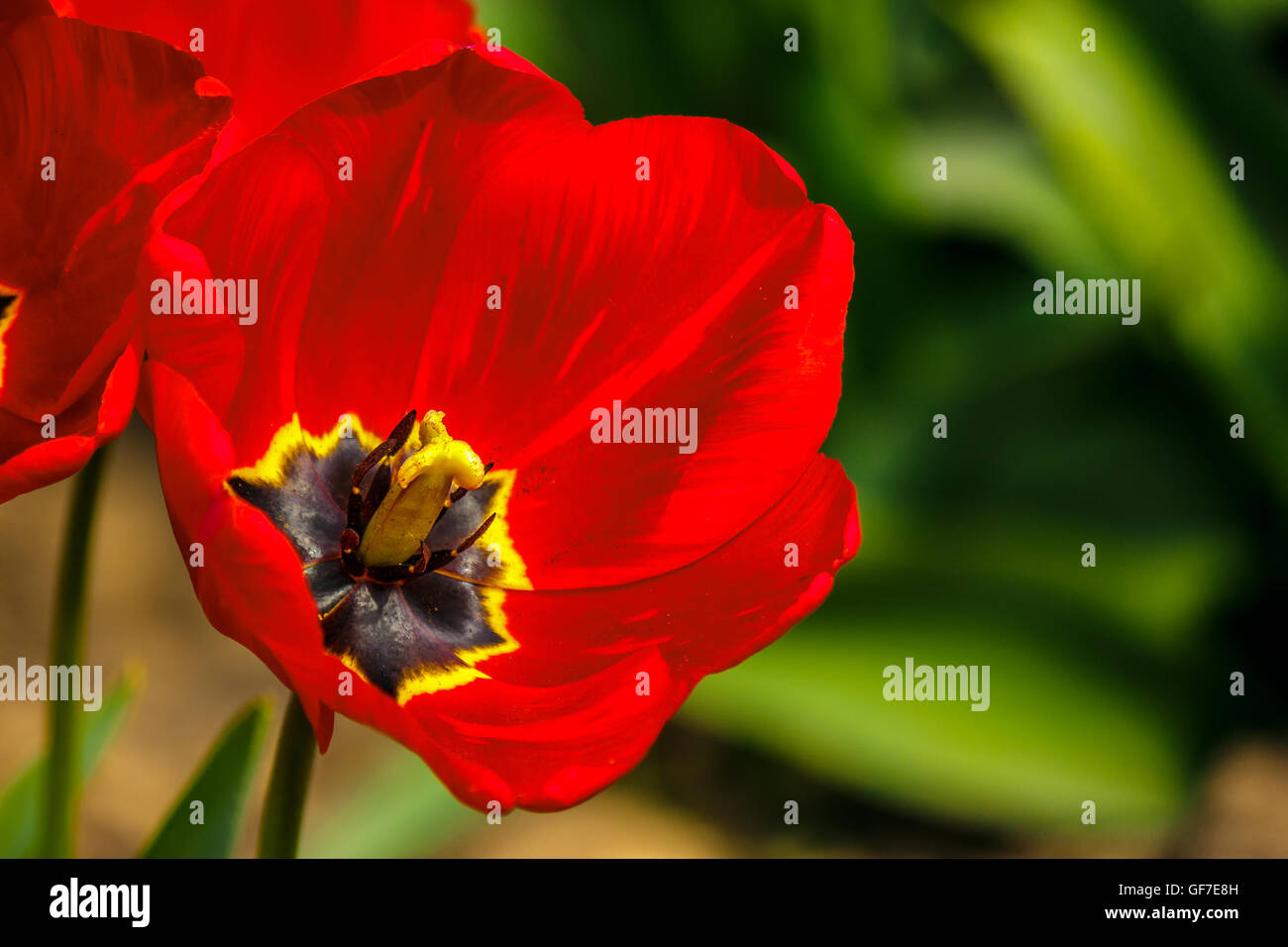 red tulip on blurred background of green garden bokeh Stock Photo - Alamy