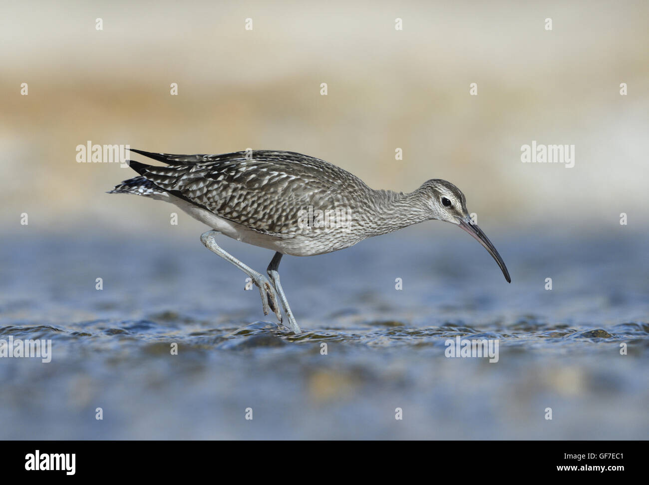 Whimbrel - Numenius phaeopus Stock Photo