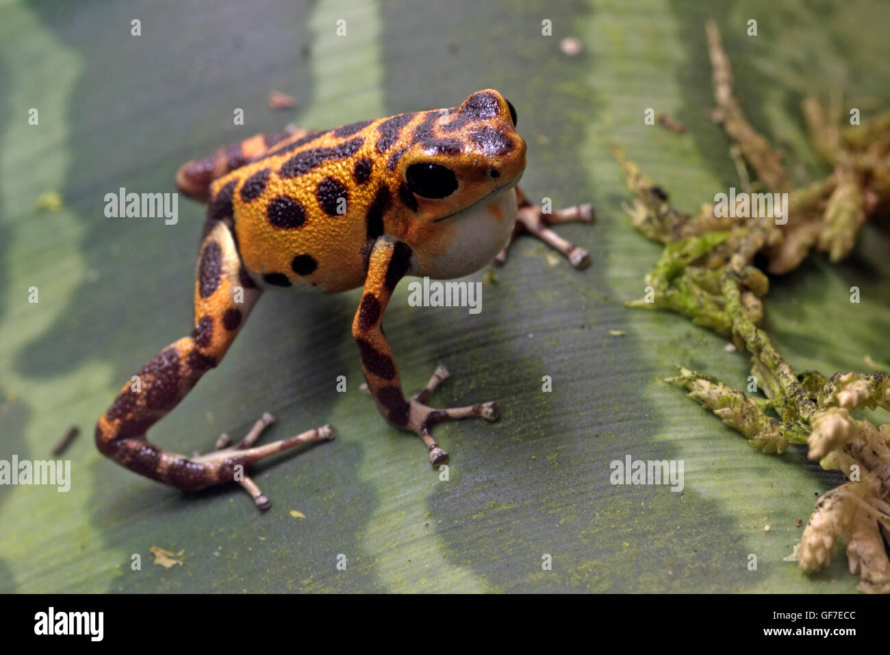 Red spotted poison-dart frog (Oophaga pumilio) Stock Photo